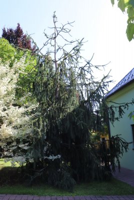 Picea abies 'Virgata' - smrk ztepily - celek